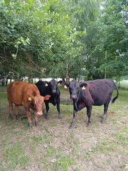 Jalovice Aberdeen Angus