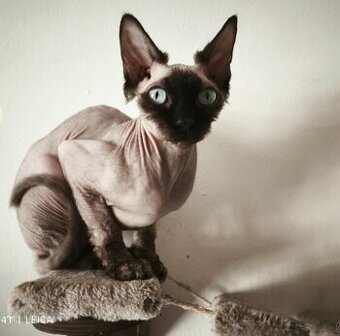 Sphynx