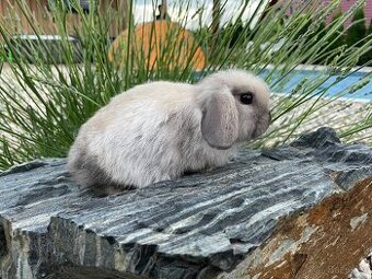 Minilop samička - zakrslý králíček beránek