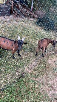 Mini kozy zakrslá koza