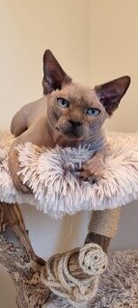 Kanadský sphynx krytí