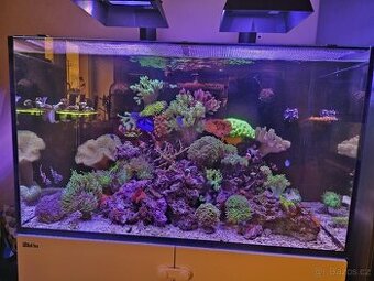 Mořské akvárium - komplet Red sea 250