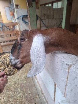 Anglonubijská koza
