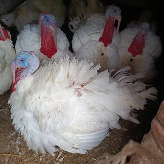 Prodám krůtu ,krocana