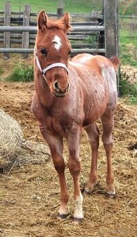 Paint horse