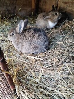 Daruji zakrslé králíčky poslední dva