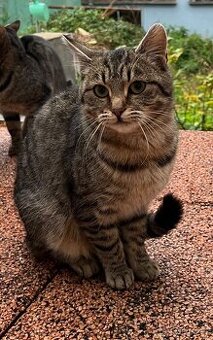 Mourovatá Kočička do dobrých rukou