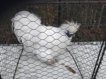 Hedvabnička Kohout kroužkovaný rok 22