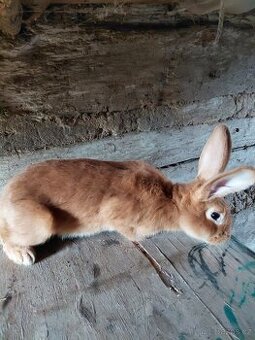 Burgunský králík s PP