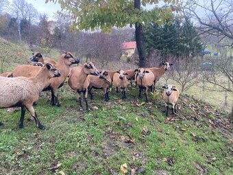 Kamerunská ovce - jehňata