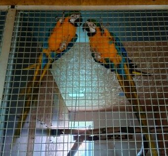 Ara Ararauna 1,1 REZERVOVÁNO - 1