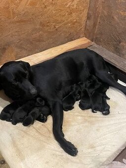 Labradorský retrívr