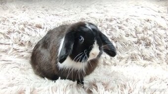 Zakrslý beránek, králíček, králík - LADY