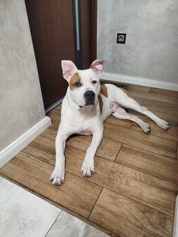 Americký Stafordšírský teriér