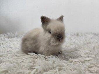 Zakrslý Teddy siamský s PP