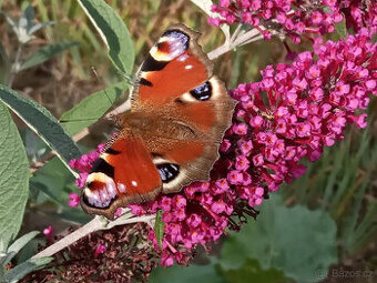 Motýlí keř (jinat též Buddlea, Komule Davidova)
