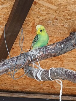 Prodám chovný pár andulek