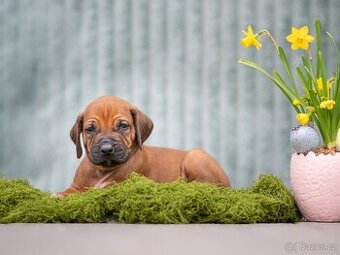 Štěně Rhodéský Ridgeback s PP - DARWIN