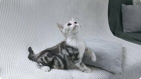 Britská stříbrná kresbová koťátka s PP