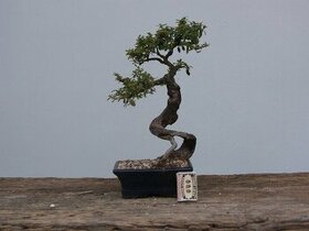 Prodám bonsai, bonsaj