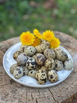 Domácí křepelčí vajíčka 🥚