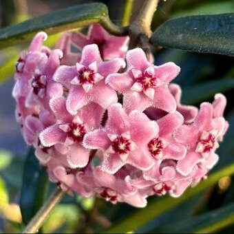 Hoya voskovky