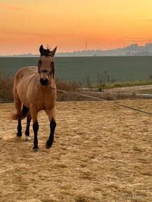 Quarter horse k prodeji