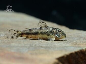 Aspidoras spilotus
