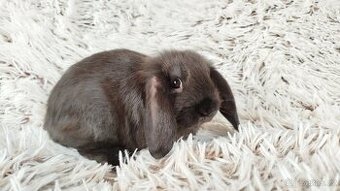 Zakrslý beránek, králíček, králík - PEGGAS