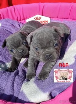 Francouzský buldoček modrý - French bulldog blue
