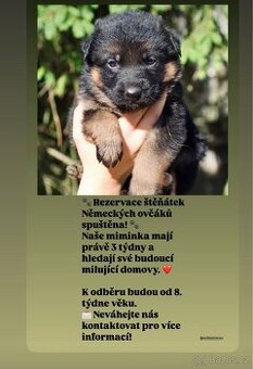 Německý ovčák štěňata