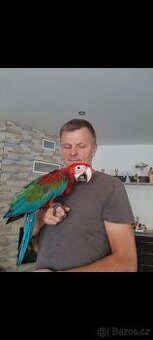 Ara zelenokřídlá