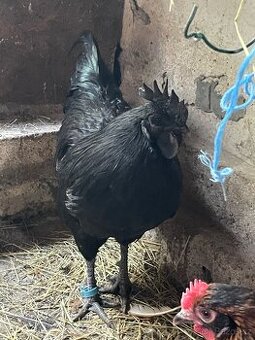 Kohout Ayam Cemani