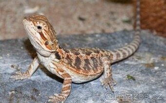 Agama Vousatá mládě 3 měsíce + terárium 80x40x40 nové. Předá