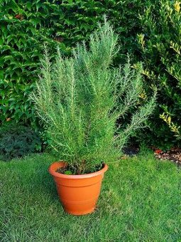 Rozmarýna, Rozmarýn, velká Rozmarýna, bylinky, keře