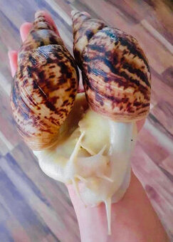 Africký šnek lissachatina reticulata albino body