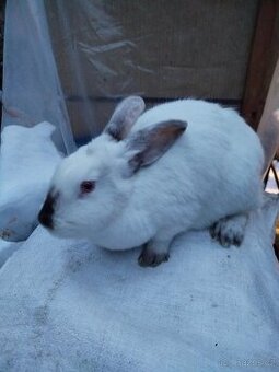 Králíčí maso. Králíci na chov.