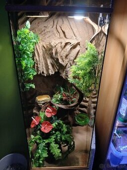 Terárium pro chameleona