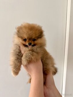 Pomeranian s PP
