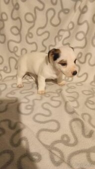 Jack Russell teriér