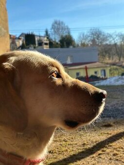 Labrador ke krytí - 1