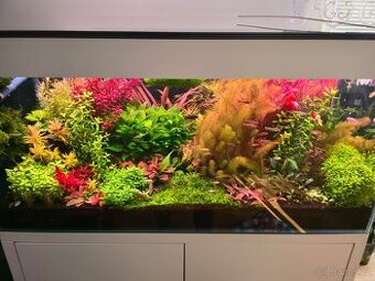 Akvarijní rostlinky z prostřihu