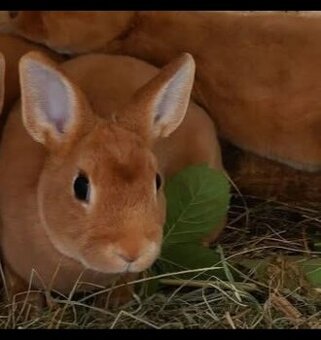 Zakrslý králík Rex