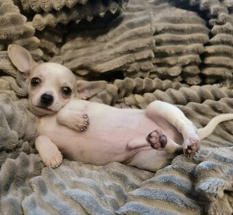 Čivava - štěňátka