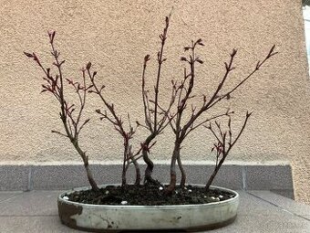Bonsai, Bonsaj, japonský javor - lesík