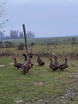 Prodám ruánské kačery