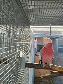 Kakadu ružový   vymením  za eklektusa
