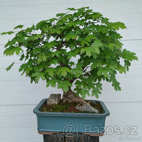 38 let bonsaj -Javor babyka (Acer campestre) - 1