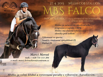 Připouštění hřebcem - welsh cob