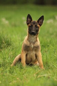 Belgický ovčák malinois- fenky
